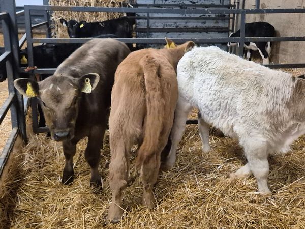 4 Super Continental bull calves for sale - Main image