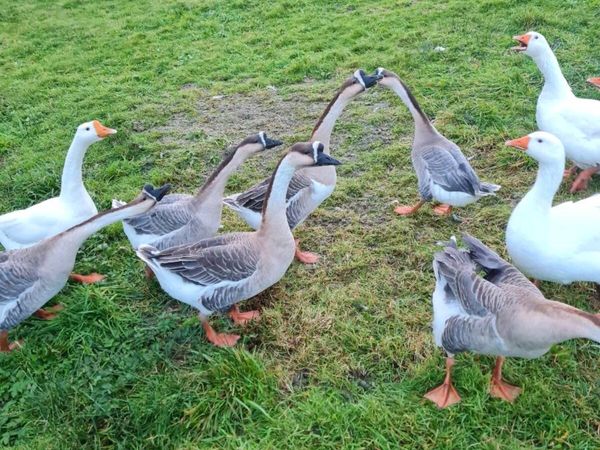 Chinese geese - Main image