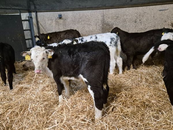 💥💥20 Quality bull calves for sale 👌 💥💥 - Main image