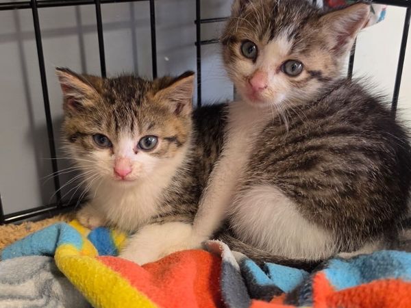 Catstrust adoption and protection. Rescued . - Main image
