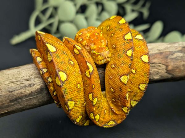 Reptiles - Main image