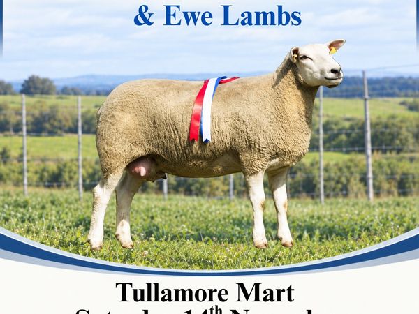 Belclare Fermale Sale, Hogget Ewe Lambs - Main image