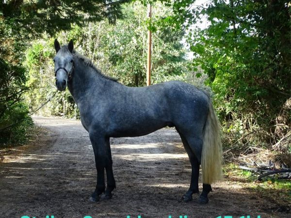 Lovely group of Connemara ponies - Main image
