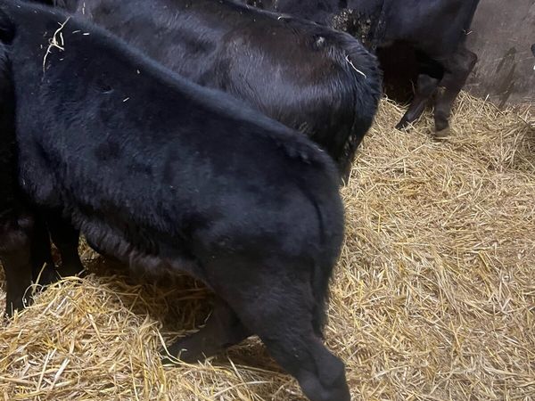 AA bull & heifer runners for sale - Main image