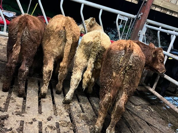 4 ch & lm bull weanings - Main image