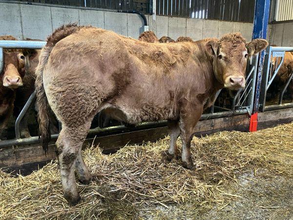 Pedigree Limousin Incalf heifer - Main image