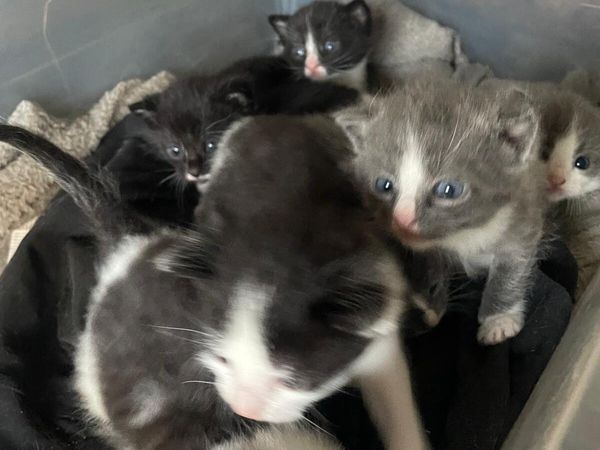 Kittens - Main image