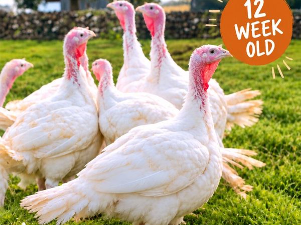WHITE TURKEYS AVAILABLE - Main image