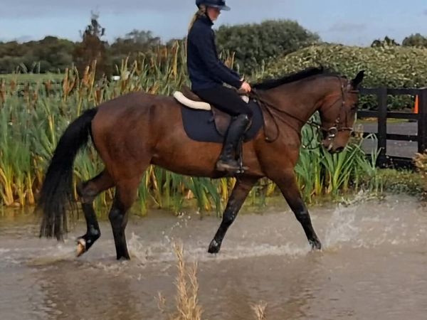 16.2hh 5 year old unsual skewbald gelding - Main image