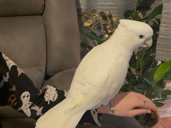 Beautiful Solomans Corella Cockatoo with new cage - Main image