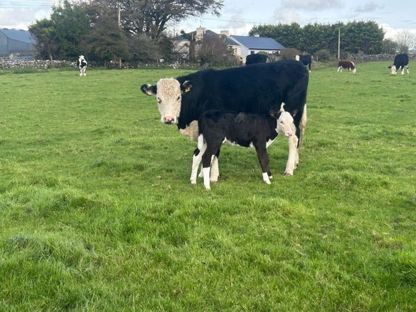Hereford Heifer. - Main image