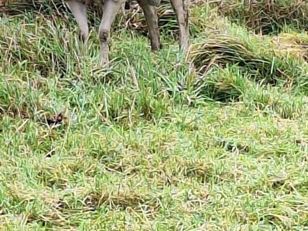 Sheep - Main image