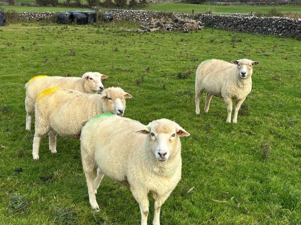 PB Galway ewes - Main image