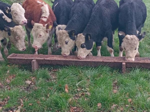 9 smashing hereford bullock weanlings - Main image