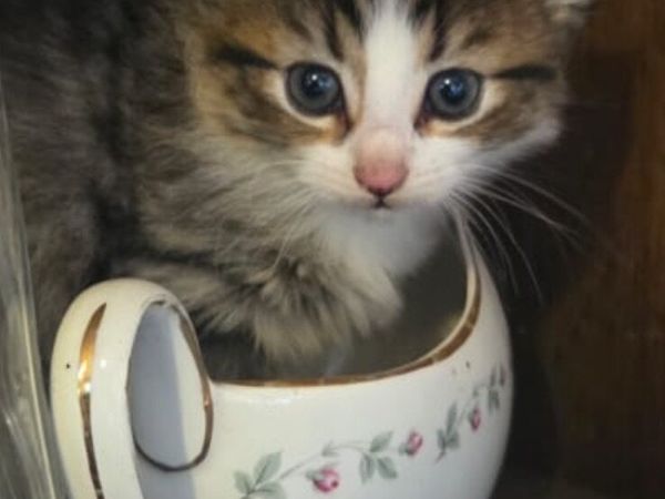 Lovely fluffy tabby - Main image
