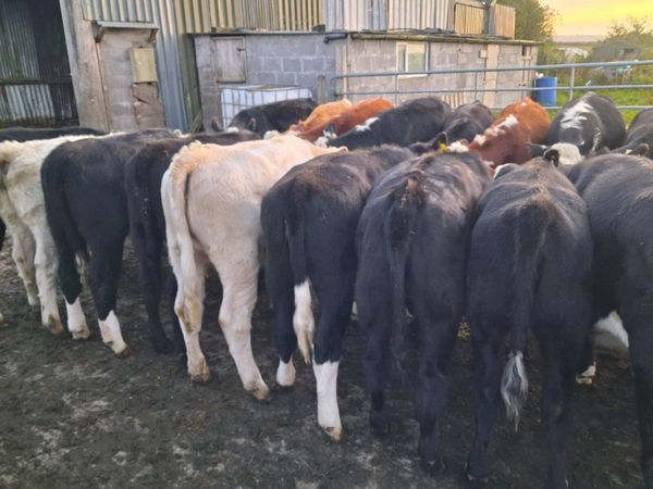 Weanlings - Main image