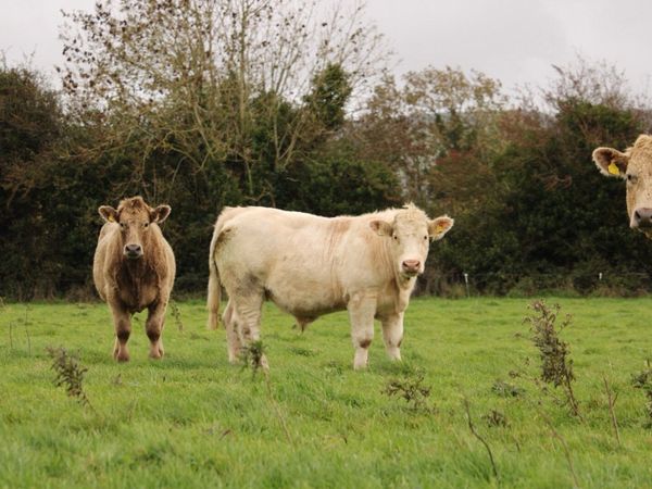 Super charlaois bullocks - Main image