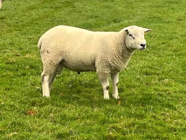 TEXEL X EASYCARE RAMS - Main image