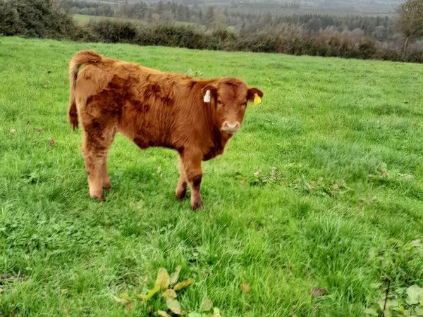 Calf /Cow and Calf pair - Main image