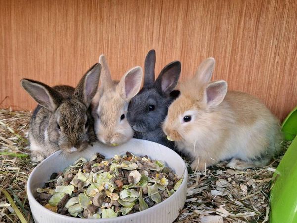 Rabbits for sale - Main image