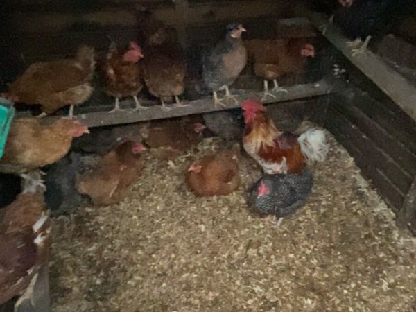laying hens - Main image