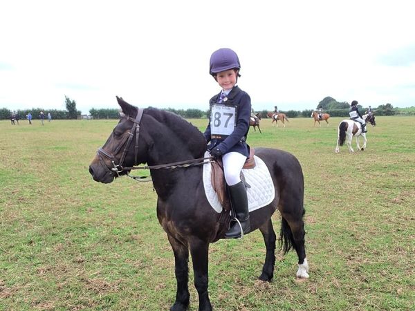 Pony Club and Mounted Games Pony - Main image