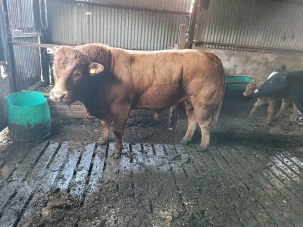 Limousin bull - Main image