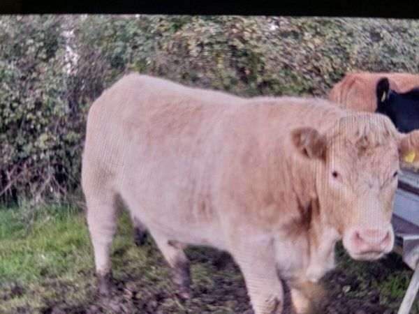 ⭐️2 Bulling Heifers for Drumshambo Mart Fri 30th⭐️ - Main image