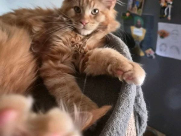MAIN COON KITTENS 😺 - Main image