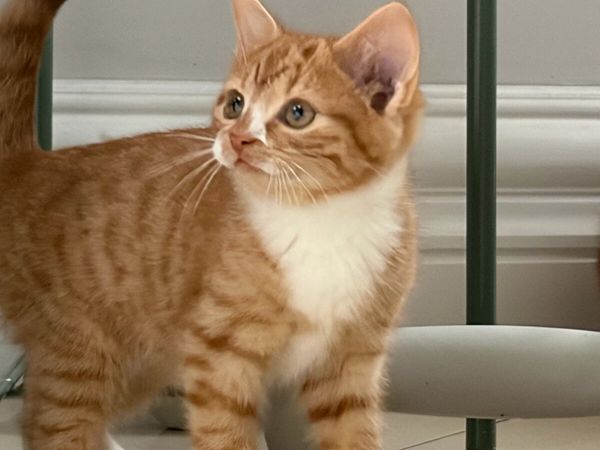 Beautiful kittens *can deliver* - Main image