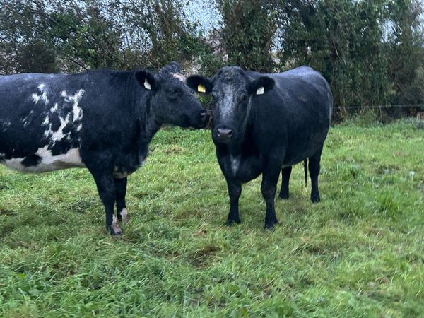 Incalf Heifers - Main image