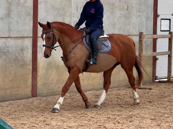 Beautiful Clover Echo mare - Main image