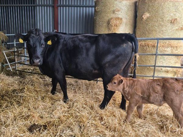 Aubrac suckler cow - Main image