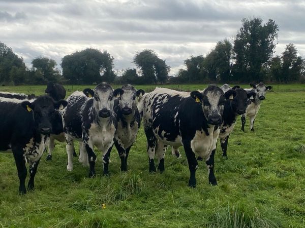 Speckle Park x Limousin Heifers - Main image
