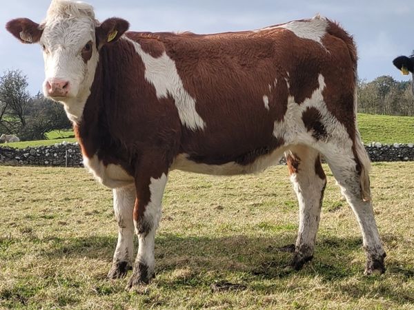 Heifers - Main image