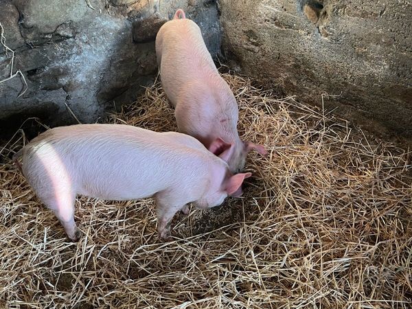 Pigs, weiner pigs - Main image
