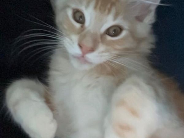 Maine Coone kittens - Main image