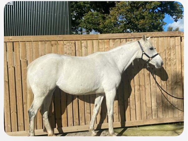 16 hands potential broodmare - Main image