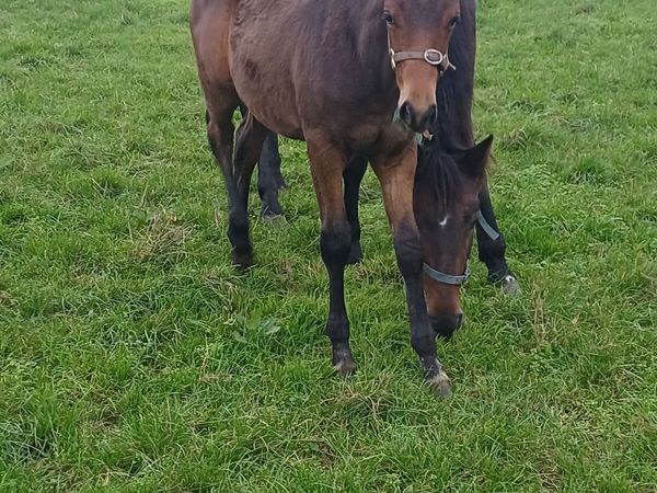 Foal - Main image