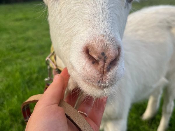 Goat - Main image