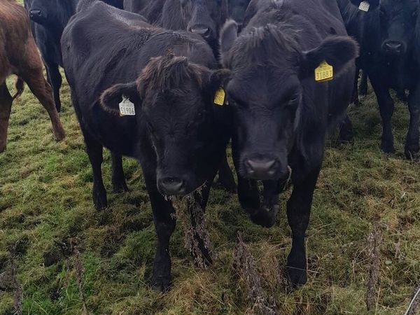 AAX Heifers - Main image