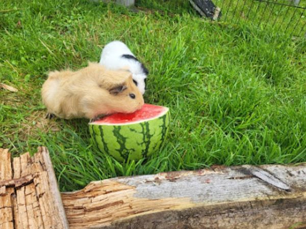 2 guinea pigs - Main image