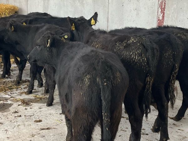 10 Angus heifers 220kg - Main image