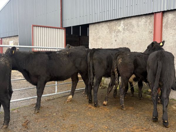 Angus heifers born Feb 2026 - Main image