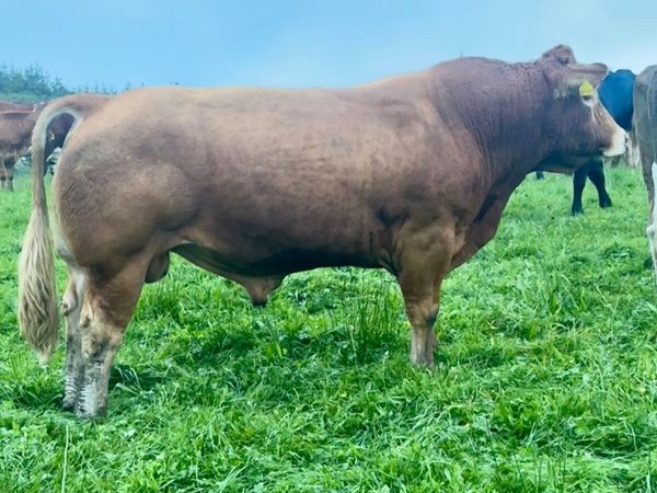 Bull - Main image