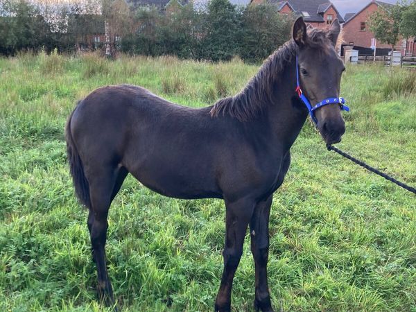 Black foal - Main image