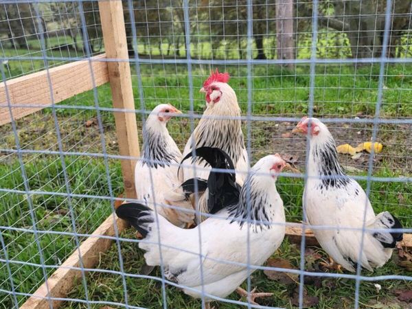 Sussex bantam - Main image