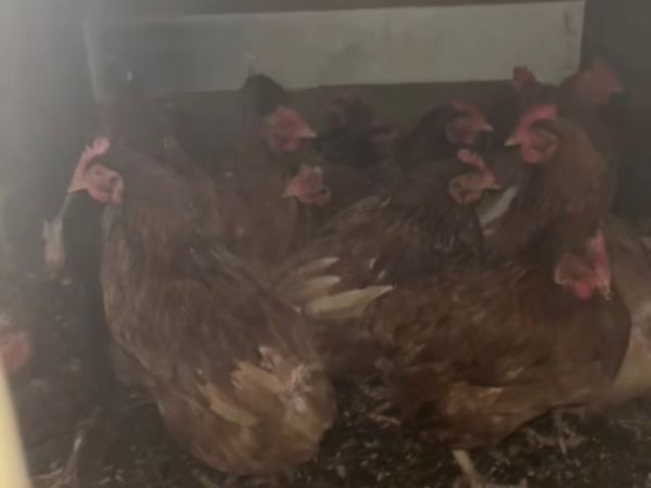 Year and half hens - Main image
