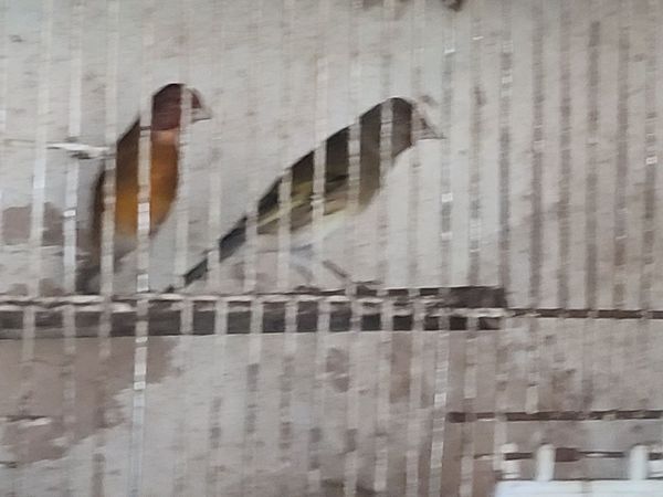 Birds for sale Canaries - Main image