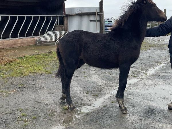 May 26 Connemara Filly - Main image